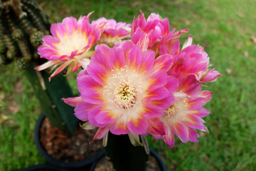 Cactus flowers blossom, 'Lobivia' charming cactus with fuchsia and yellow color.