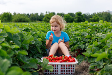 Child sitting in the field with strawberries in basket. Girl picking and eating strawberry at farm