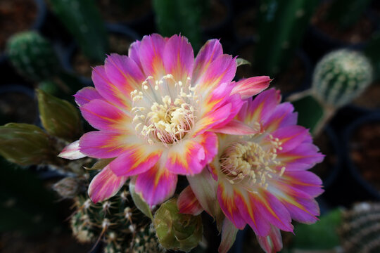 Cactus flowers blossom, 'Lobivia' charming cactus with fuchsia and yellow color.