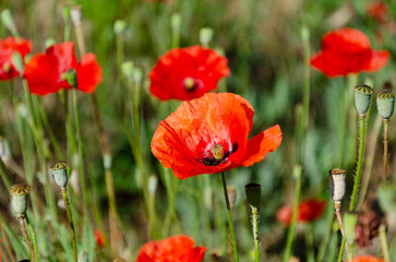 Red field poppies in the garden on a summer day. The beauty of wildflowers.