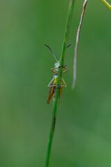 Meadow grasshopper, Chorthippus parallelus, resting on a grass stem