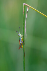 Meadow grasshopper, Chorthippus parallelus, resting on a grass stem