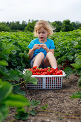 Little girl picking ang eating strawberries at strawberry farm in summer