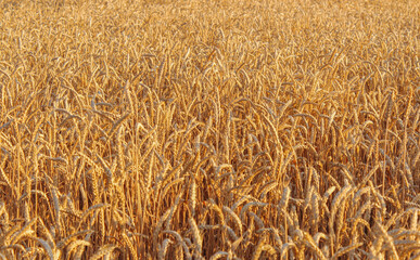 Wheat on the field