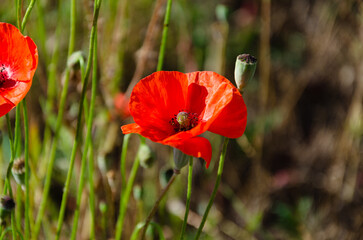 Red field poppies in the garden on a summer day. The beauty of wildflowers.