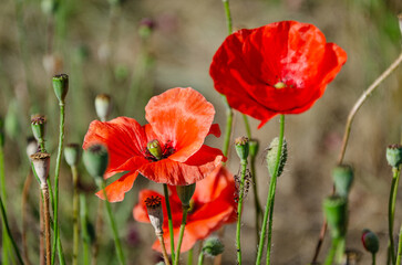Obraz premium Red field poppies in the garden on a summer day. The beauty of wildflowers.