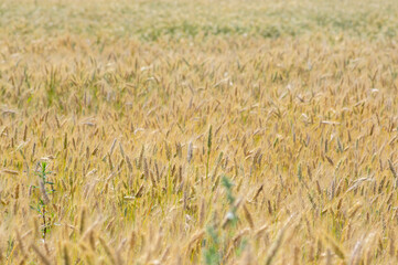 Hordeum vulgare barley tall stem and seeds in golden yellow color before harvesting on the field, ripening agricultural cereal