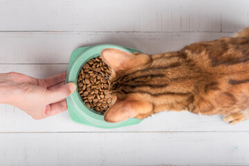 A hand with a bowl of food holds out food to a cat.