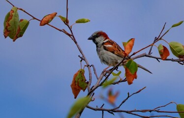 bird on a branch