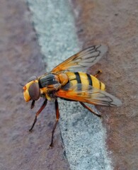 fly on yellow
