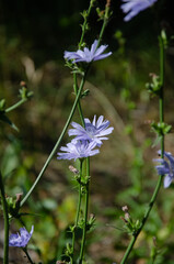 Beautiful blue chicory flower in the meadow on a sunny summer day. Flowering and fragrance of summer herbs.