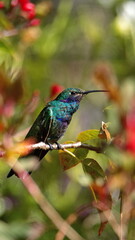 Sparkling violetear (Colibri coruscans) hummingbird perched in a bush with red flowers, in a garden in Cotacachi, Ecuador