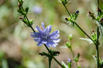 Beautiful blue chicory flower in the meadow on a sunny summer day. Flowering and fragrance of summer herbs.