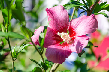 Beautiful hibiscus flowers in the garden on a summer day. The beauty and diversity of flowers.