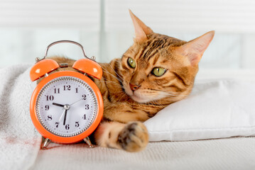 Selective focus of a cat in a white bed with an alarm clock.