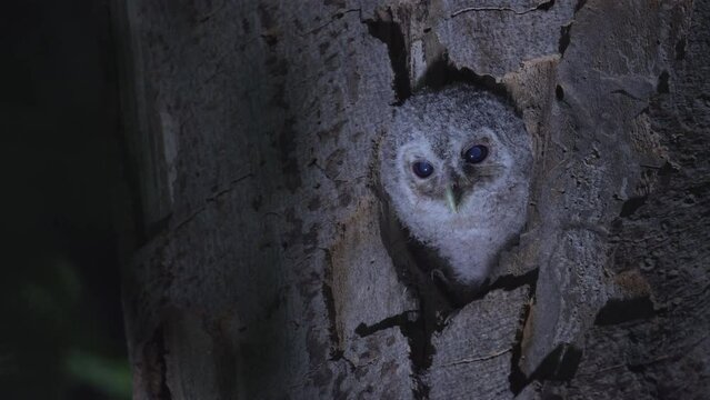 Tawny Owl Or Brown Owl Strix Aluco hungry