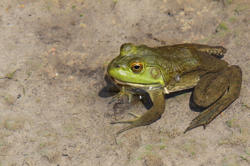 Bullfrog in rural Kansas