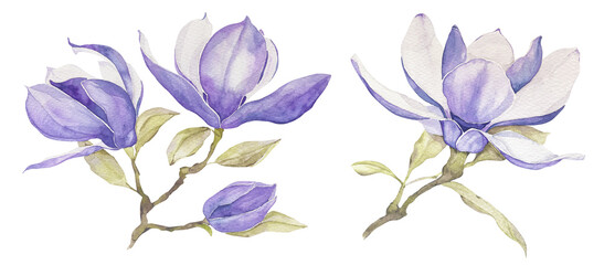 Watercolor magnolia flower blossom branch for wedding, baby shower invitation © Mariia