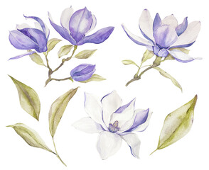 Watercolor magnolia flower blossom branch for wedding, baby shower invitation