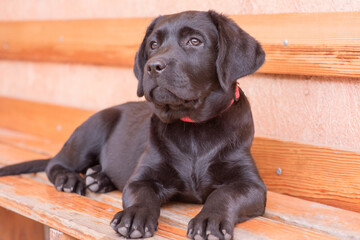 Puppy black labrador retriever lying on a bench against the backdrop of the wall on a sunny day. Dog