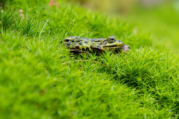 Grenouille verte