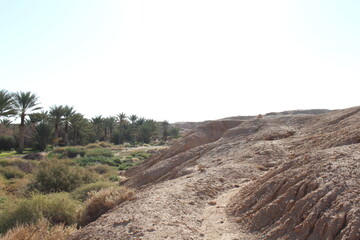 Date palms desert agriculture landscape
