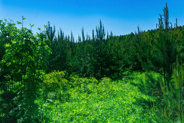 Fototapeta premium landscape with a sunny spring meadow at the edge of the forest