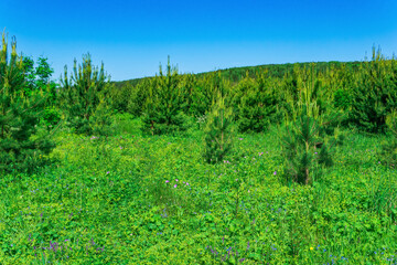 blooming transitional meadow with young spruce growth