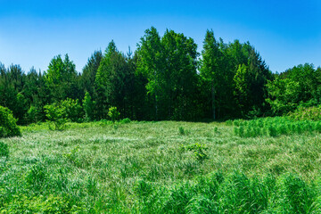 fen meadow with grass tussocks on the edge of the forest