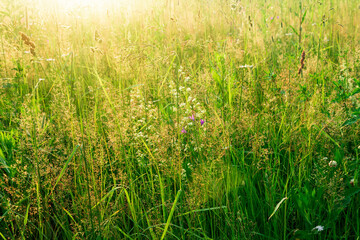 meadow grasses in the sun, warm natural background
