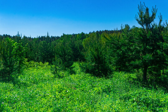 landscape with a sunny spring meadow at the edge of the forest
