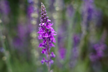 Fioletowe kwiaty szałwii zbliżenie, poziomy kadr. © Aneta