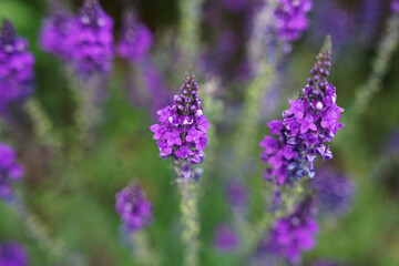 Fioletowe kwiaty szałwii zbliżenie, poziomy kadr. © Aneta