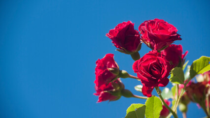 Arbusto de rosas rojas sobre cielo azul