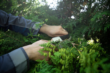 Man gardening in backyard. Close-up of worker hands with secateurs cutting off wilted leaves on coniferous plant. Seasonal and aesthetic gardening, pruning plants with pruning shears in the garden