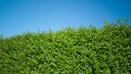 Seto de arbusto de hojas verdes