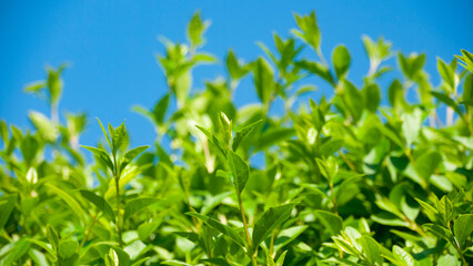 Seto de arbusto de hojas verdes