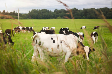 Fototapeta premium Black and white cows in the meadow, against a blue cloudy sky.