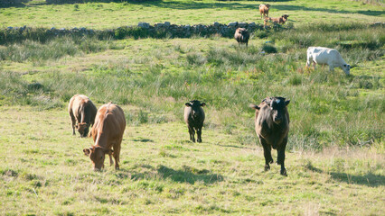 Vacas en pradera verde