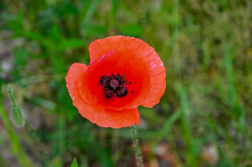 Blooming red poppy in a wheat field - Papaver rhoeas .