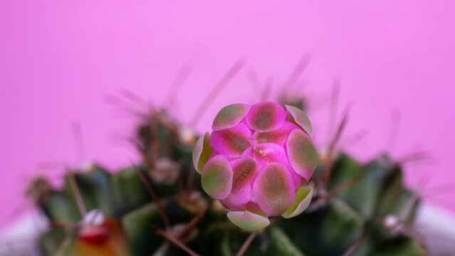 Timelapse 4K. Flowers are blooming.  Cactus, pink  Gymnocalycium flower, blooming atop a long, arched spiky plant surrounding a black background, shining from above.