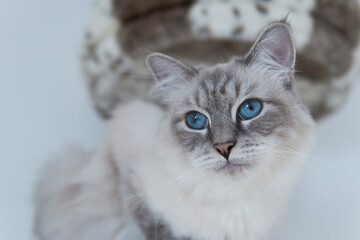 Neva Masquerade liegt auf ihrem Kratzbaum