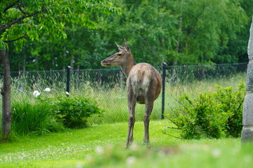 adult deer on the outskirts of a mountain town