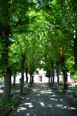 The trees of a public park in Campo di Giove, a small village in the Abruzzo mountains in Italy.