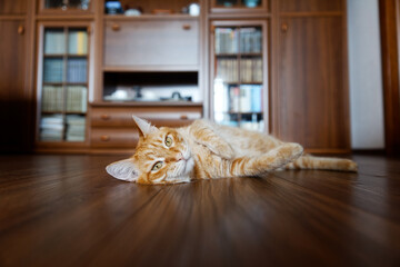 Ginger cat lies on the wooden floor at home. Shallow focus.