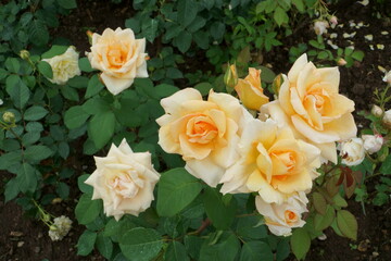English tea roses flowering blossoms bunch in a close-up view. A beautiful group of light yellow to orange flowers blooming in a garden in the summer season in July.