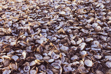 Stacks of oyster shells by the seaside - Whitstable in Kent