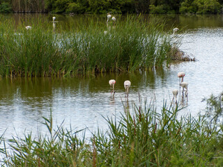 adventure in donana ebro delta landscape. flamingos in the water. flock of flamingos in their natural ecosystem
