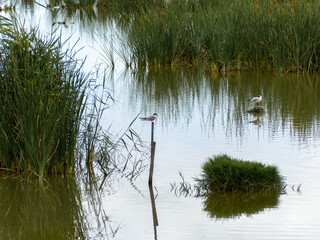 adventure in donana ebro delta landscape. flamingos in the water. flock of flamingos in their...