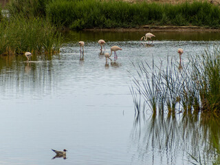 adventure in donana ebro delta landscape. flamingos in the water. flock of flamingos in their natural ecosystem